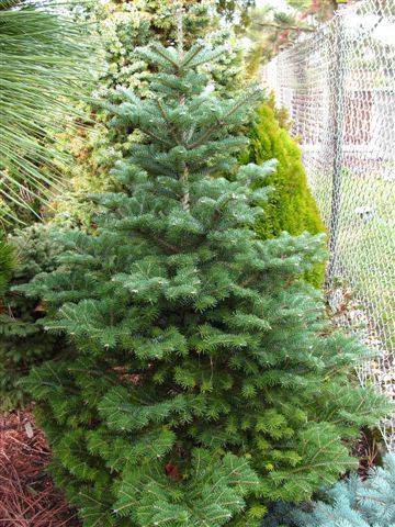 Abies koreana x lasiocarpa 